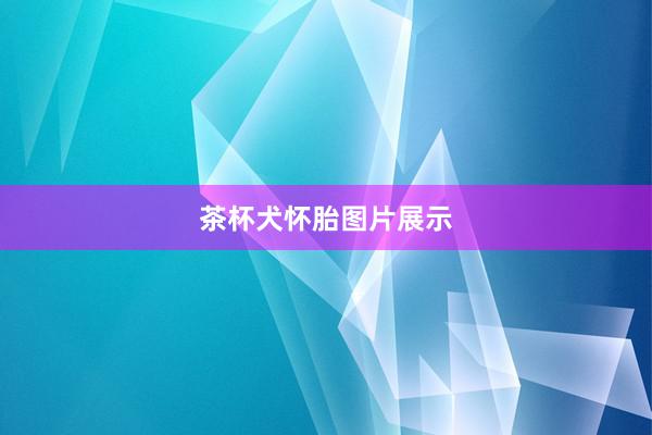 茶杯犬怀胎图片展示
